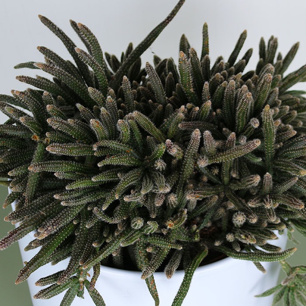 Rhyssalis baccifera ''Horrida''