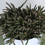 Rhyssalis baccifera ''Horrida''