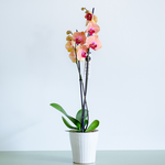 Orchid Phalaenopsis orange