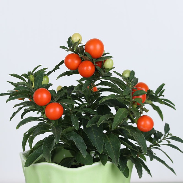 Solanum