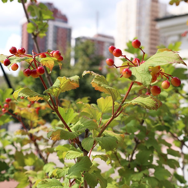 Viburnum (Viburnum) size L