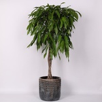 Ficus "Alii" standard