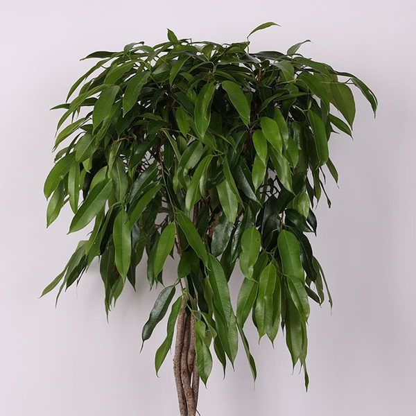 Ficus "Alii" standard