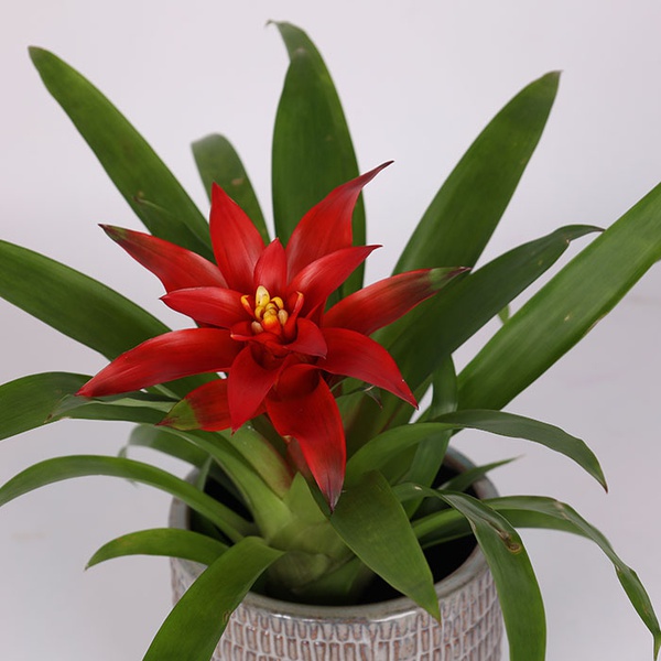 Guzmania 'Amaretto' red