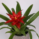 Guzmania 'Amaretto' red