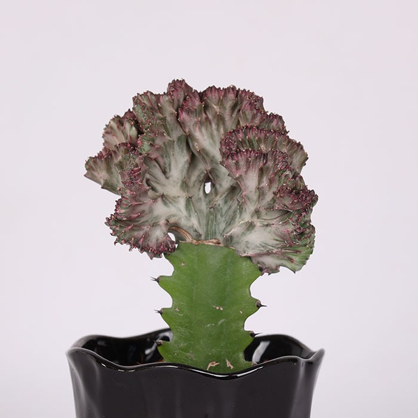 Эуфорбия (Euphorbia lactea Cristata)