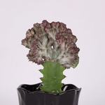 Эуфорбия (Euphorbia lactea Cristata)