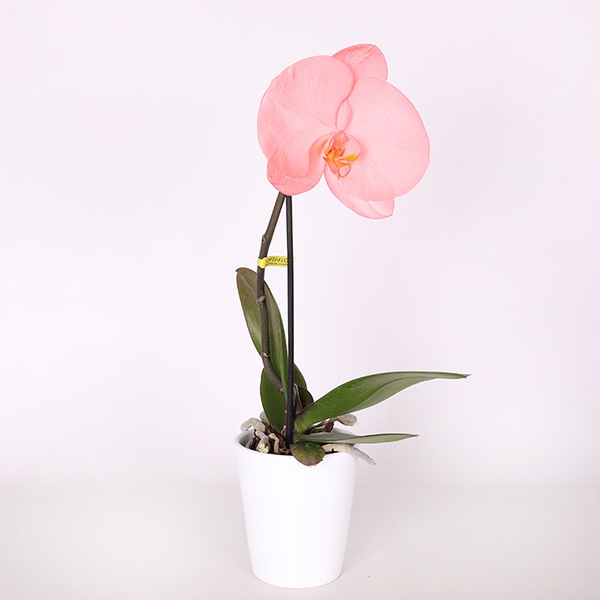 Phalaenopsis orchid flower mix
