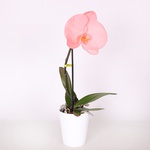 Phalaenopsis orchid flower mix