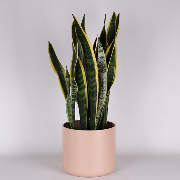 Sansevieria Laurentii