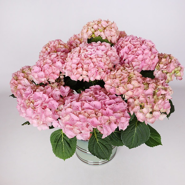 Hydrangea