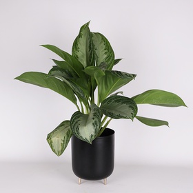 Aglaonema Silver Bay