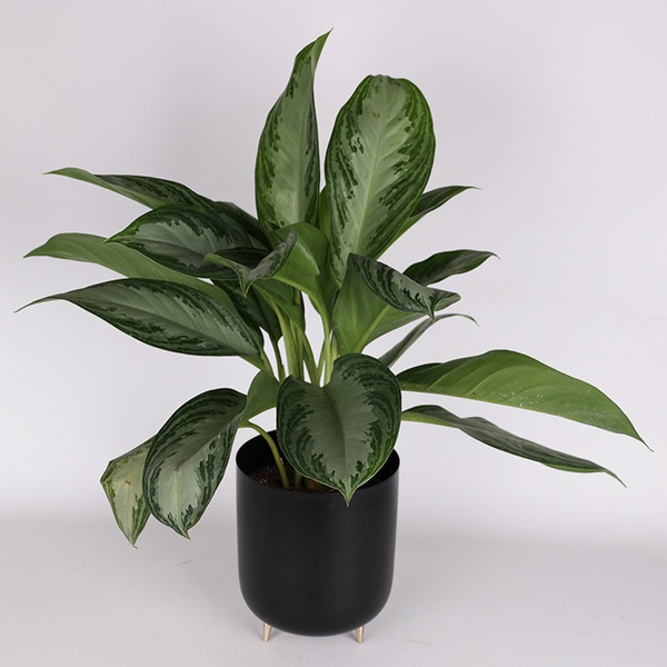 Aglaonema Silver Bay