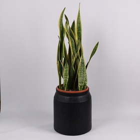 Сансивиерия Лаурентия L (Sansevieria Laurentii)