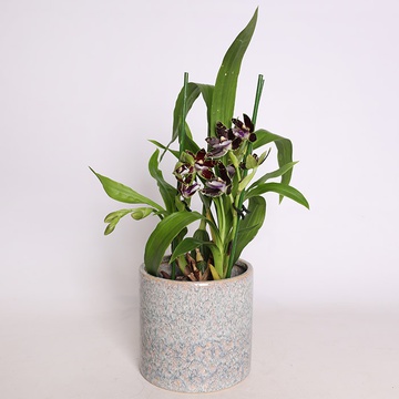 Zigopetalum