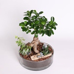 Фікус microcarpa Ginseng М