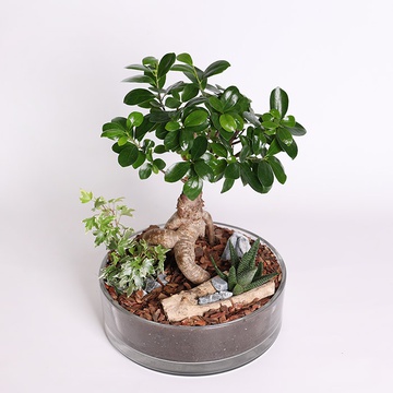 Фикус microcarpa Ginseng М