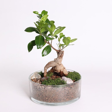 Фикус microcarpa Ginseng