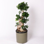 Ficus Ginseng - М