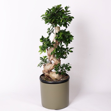 Фикус Ginseng M