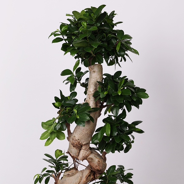 Ficus Ginseng - М