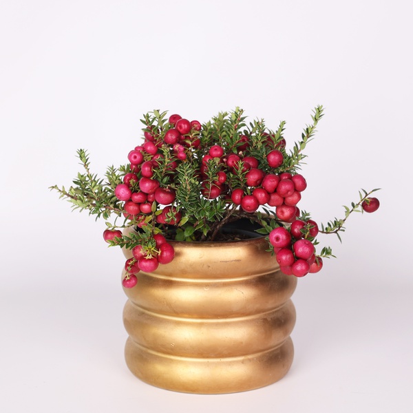 Wintergreen