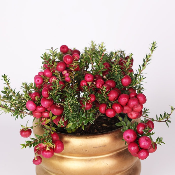 Wintergreen