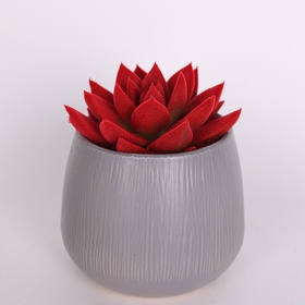 Echiveria flocked red