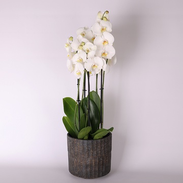 Фаленопсис мікс (Phalaenopsis And. Leeds)