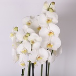 Фаленопсис микс (Phalaenopsis And. Leeds)
