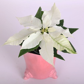 Poinsettia "Christmas Star" (Euphorbia P White)