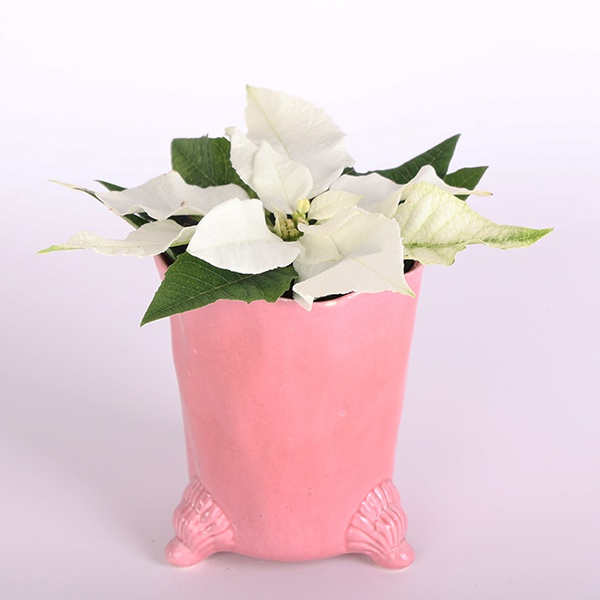 Poinsettia "Christmas Star" (Euphorbia P White)