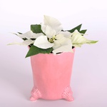 Poinsettia "Christmas Star" (Euphorbia P White)