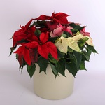 Poinsettia "Christmas Star"