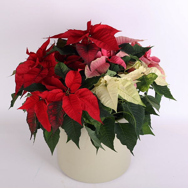 Poinsettia "Christmas Star"