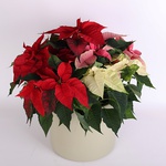 Poinsettia "Christmas Star"