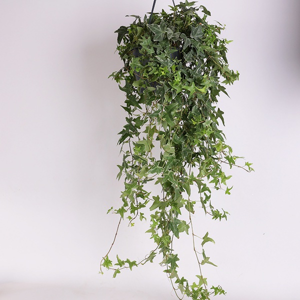 Ivy (Hedera)