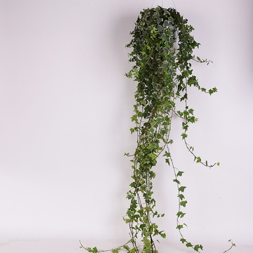 Плющ (Hedera)