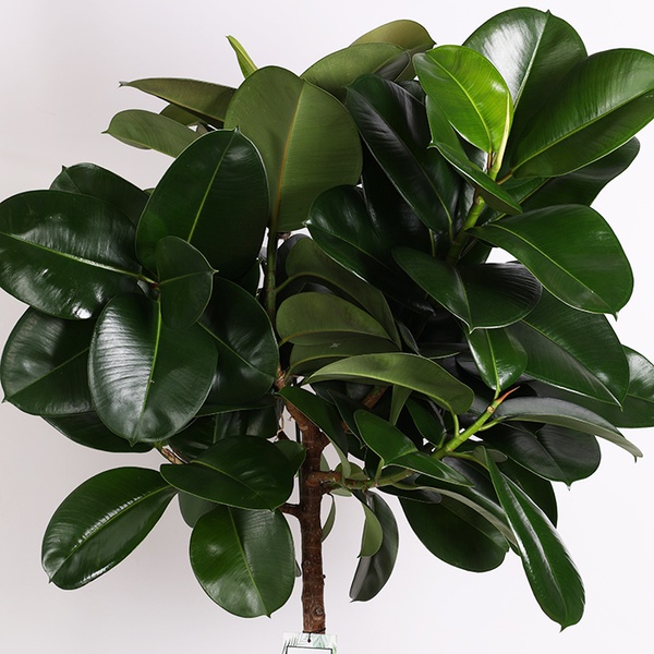 Фікус (Ficus Elastica 'robusta') на штамбі