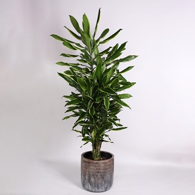 Dracaena Frag Gold Coast