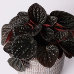Peperomia, Size S