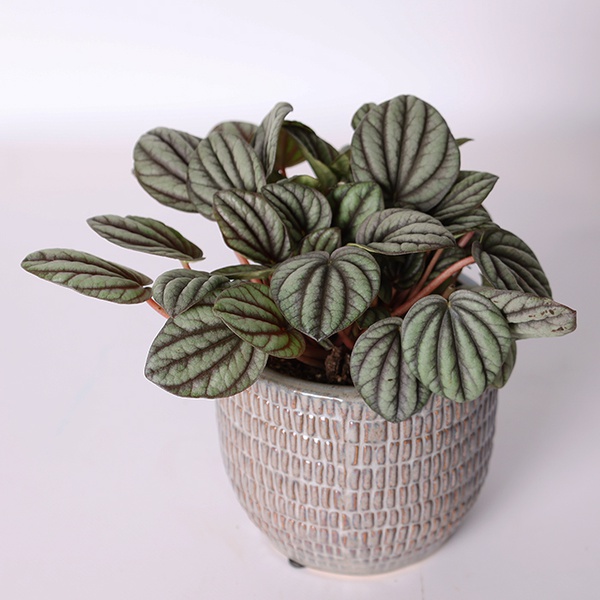 Peperomia, Size S