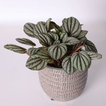 Peperomia, Size S