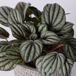 Peperomia, Size S