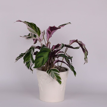 Calathea "fusion White"
