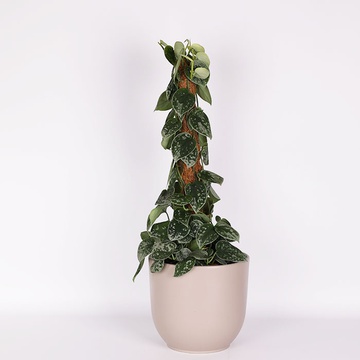 Scindapsus pictus ''Silver Ann''
