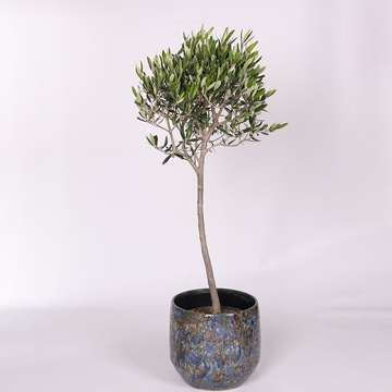 Olive Tree L
