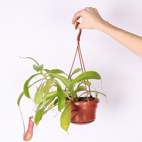 Nepentes Rafflesiana