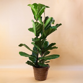 Фикус Лирата (Ficus Lyrata 2рр)