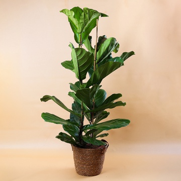 Фікус Лірата(Ficus Lyrata 2рр)